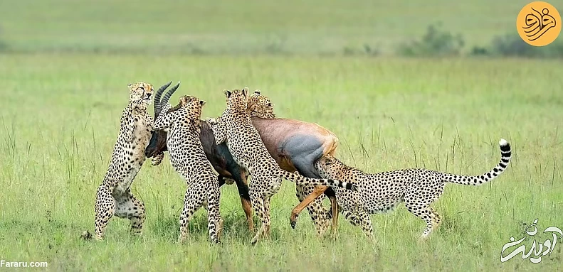 (تصاویر) (تصاویر)